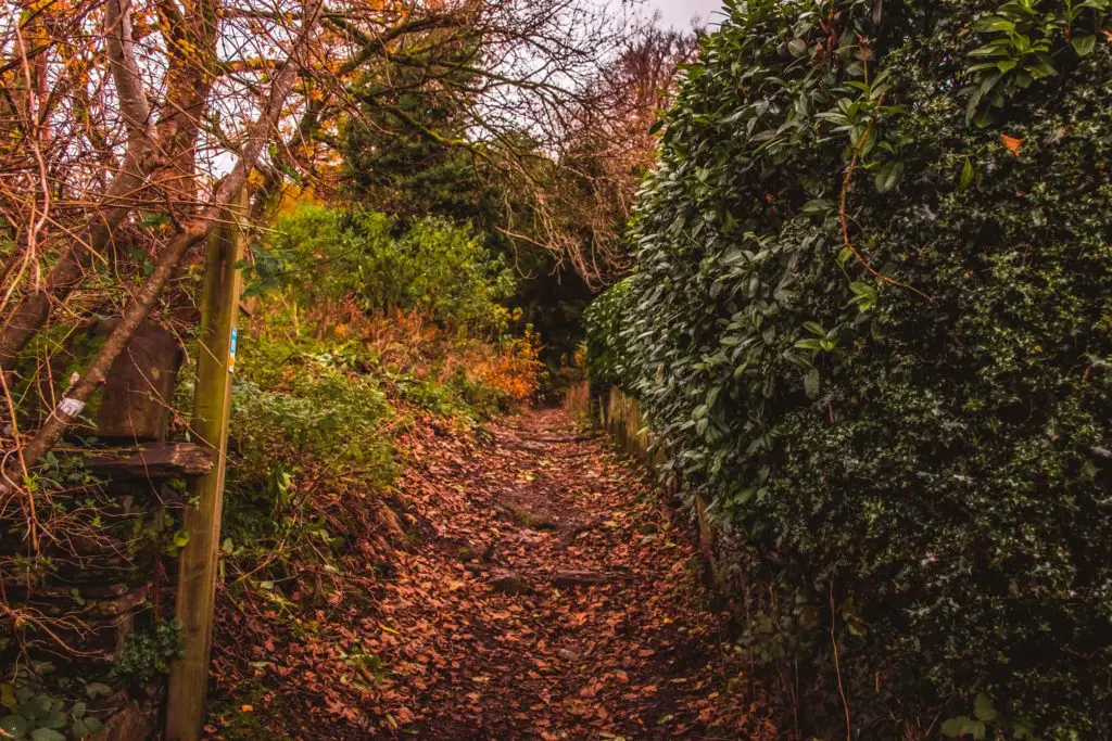 The orange leaf covered trail going up hill with a green hedge on the right.