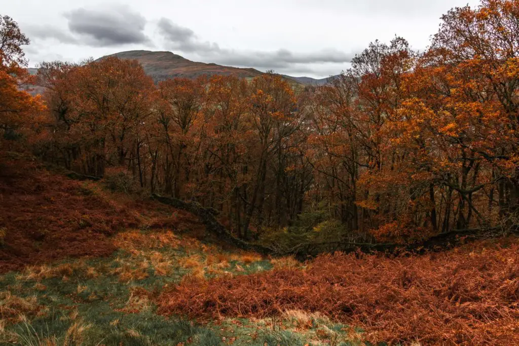 A scene of green grass mixed in with orange foliage and a line of trees up ahead with orange coloured leaves.