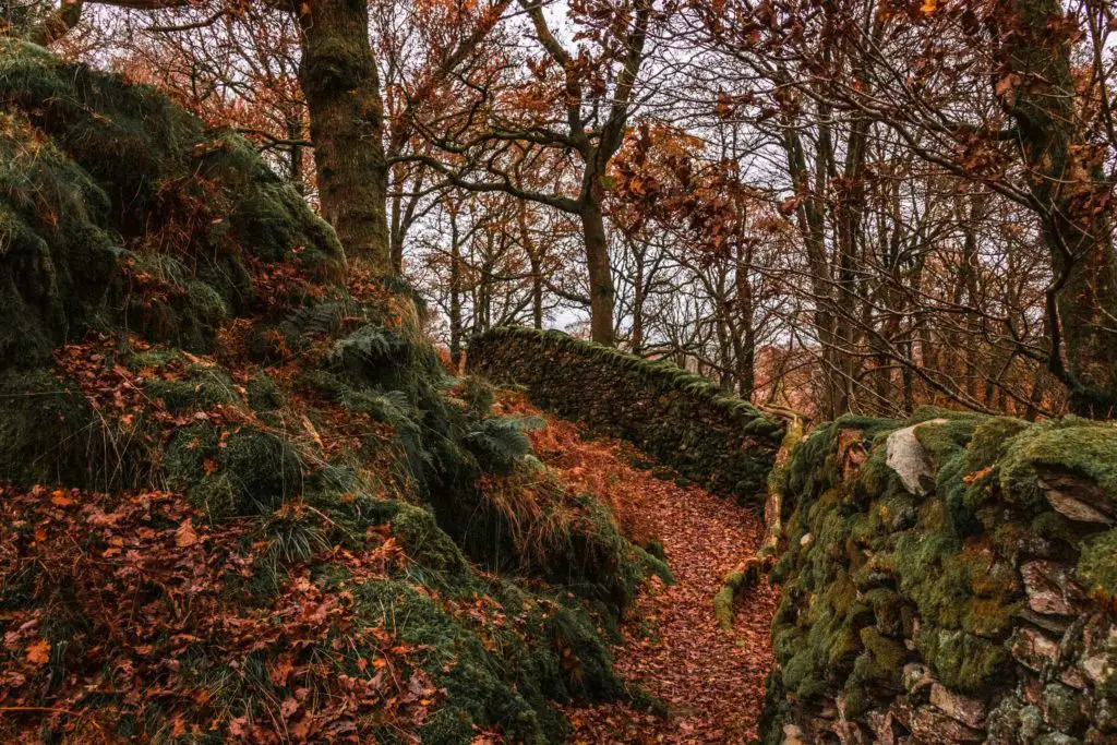 An orange leaf covered trail with a stone wool covered in green moss on the right of it on the Todd Crag walk.