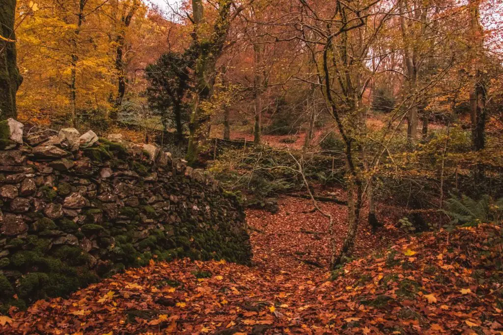 The floor is covered in orange Autumn leaves with a brick wall on the left and lots of trees.