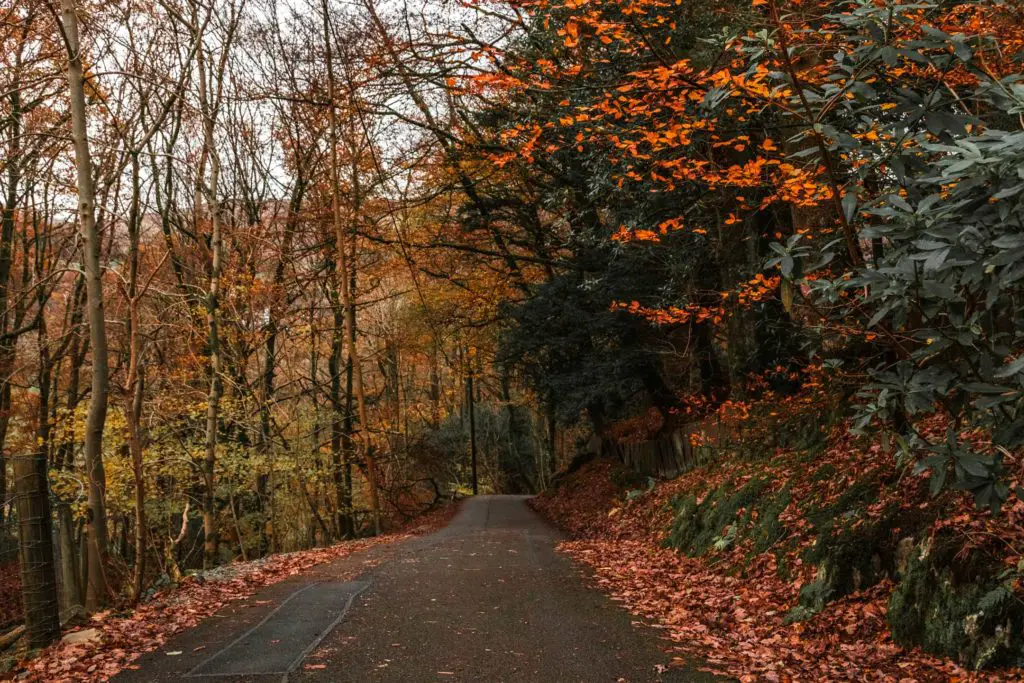 A road leading into the distance, surrounded by trees and bushes and orange leaves on the ground.