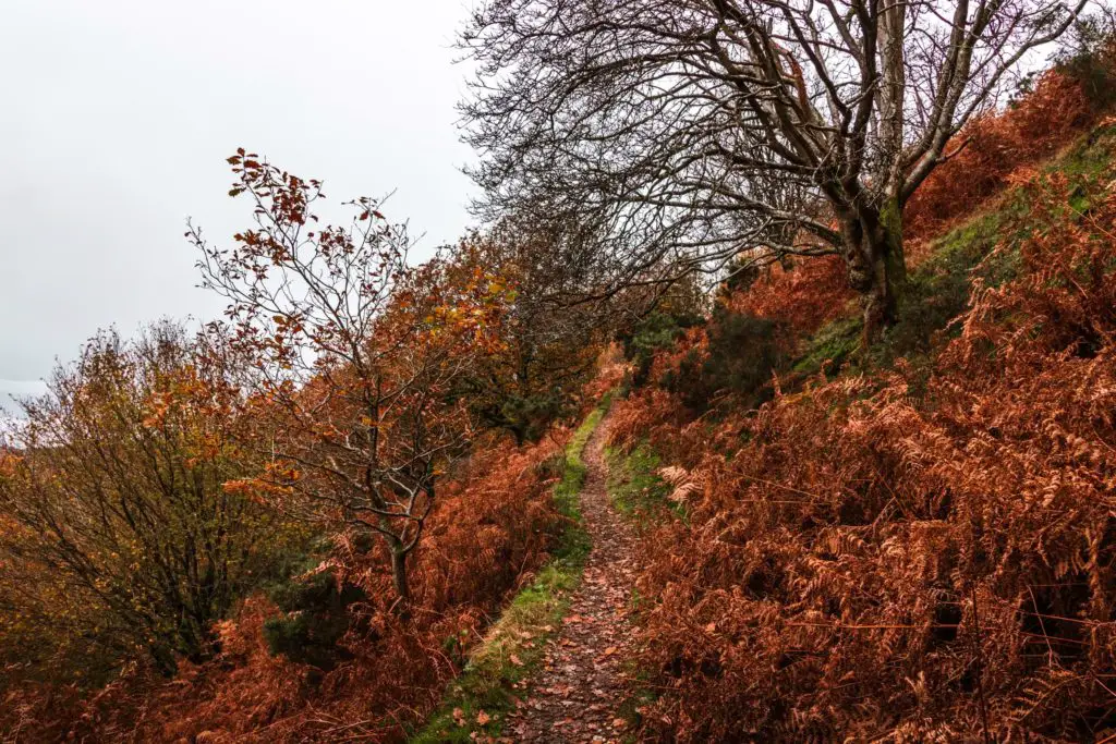The trail on the Todd Crag walk leading uphill and surrounded by dark orange foliage.