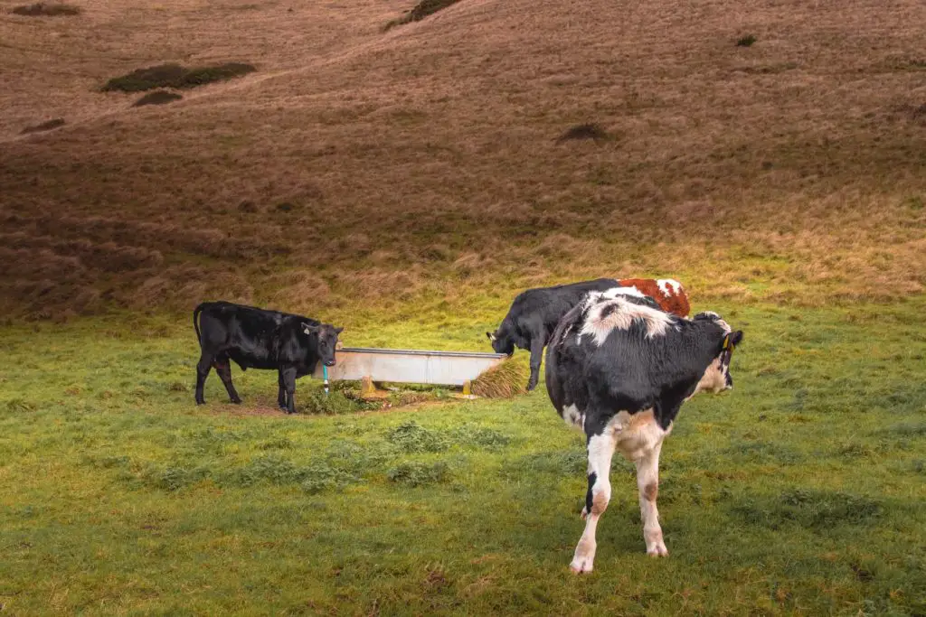 4 cows in a green field next to their trough.