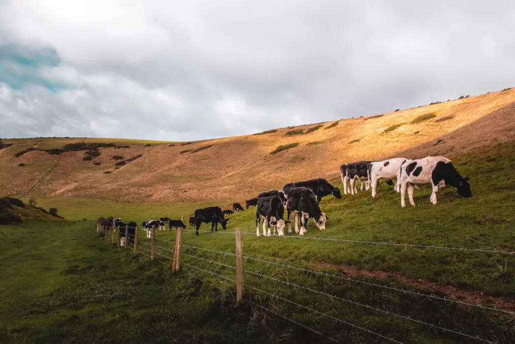 A group of cows hillside in the valley on the walk from Lulworth Cove to Durdle Door. They are on the other side of a barbed wire fence.