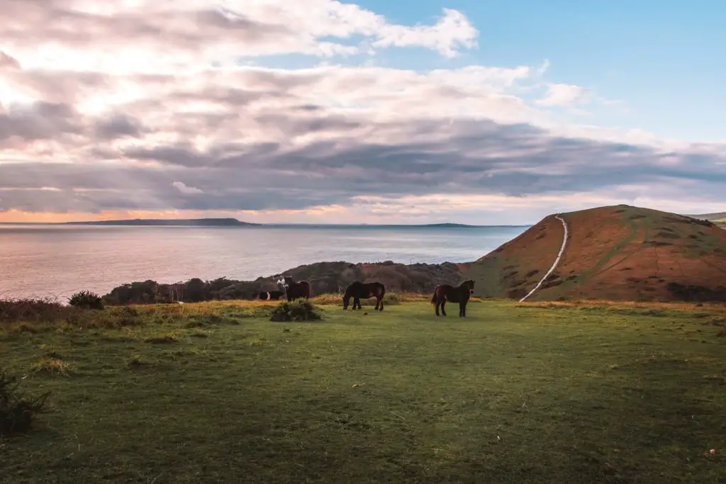 Three horses on the green grass hill top. There is a big hill in the background and a view of the sea ti the left.