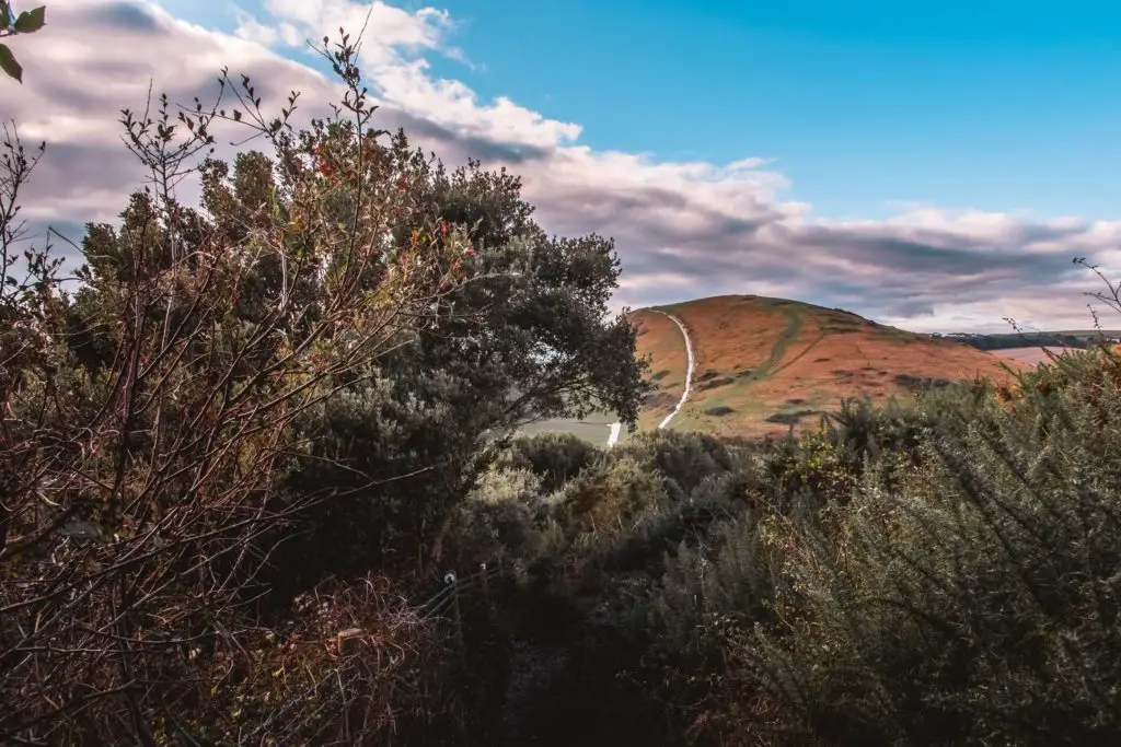 The trail leading between green bushes and a view of a big hill and walking trail in the distance.