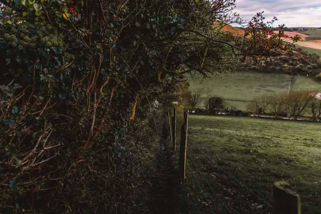 A small trail on the Lulworth Cove hike. It runs under bush and tree cover on one side, and a barbed wire fence on the other.