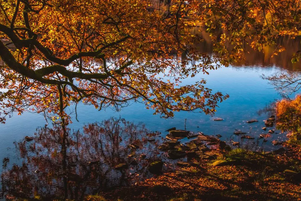 The water of Loughrigg Tarn with branches hanging over it with their reflection in the water.