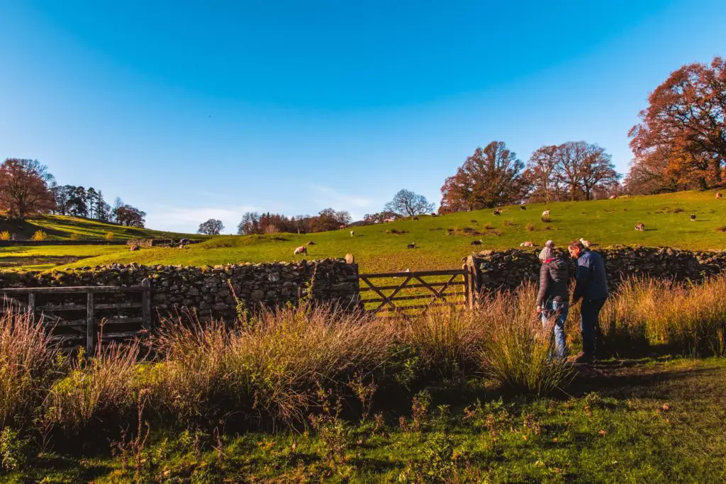 Green fields separated by a stone wall and gate on the walk out of Loughrigg Tarn, heading towards Elterwater. There are two people about to walk through the gate and sheep in the other field.