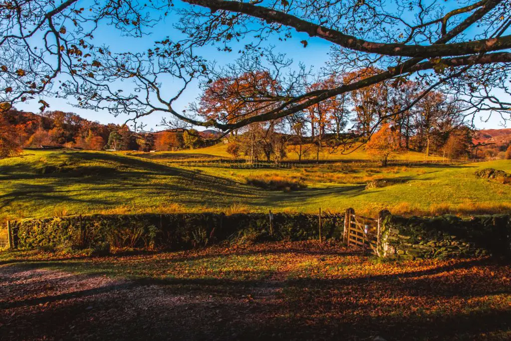 There is a gate on the right leading to another trail on the walk from Ambleside to Elterwater via Loughrigg Tarn. The ground is covered in fallen autumn leaves, then a green field on the other side of the stone wall. 