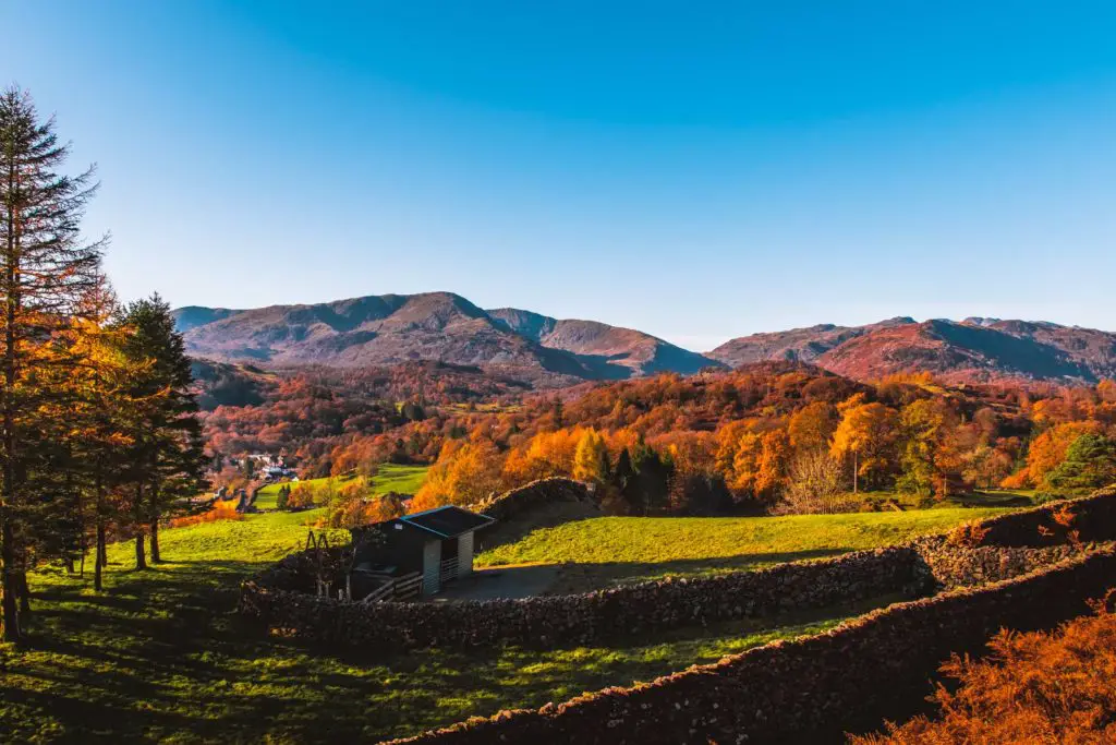 Green fields with a stoned wall winding through it and orange coloured trees and mountains in the background on the walk towards Loughrigg Tarn.