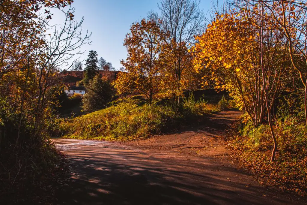 A road with a split surrounded by autumn trees on the walk away from Loughrigg Tarn.