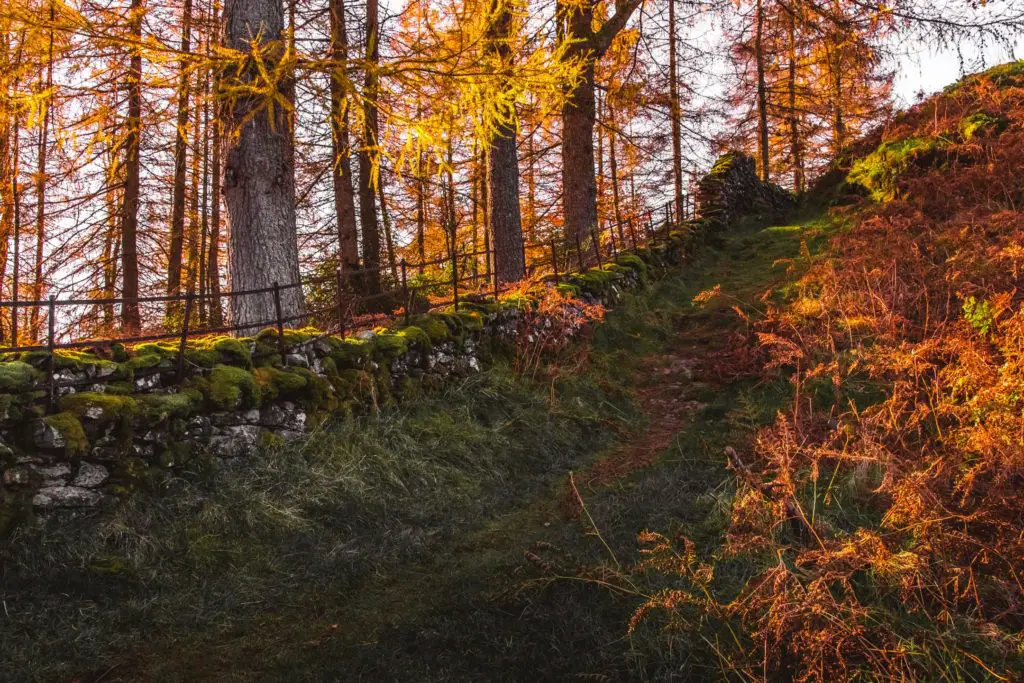 A grassy trail leading uphill with a stone wall on the left and under tree cover.