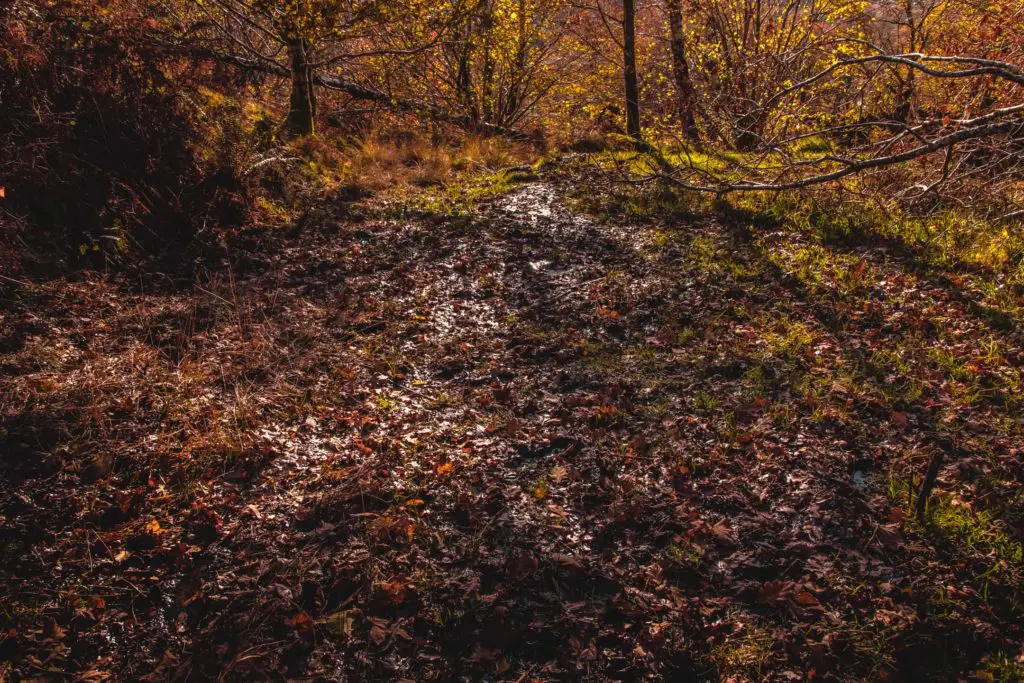 A mud patch on the walk to Elterwater. 