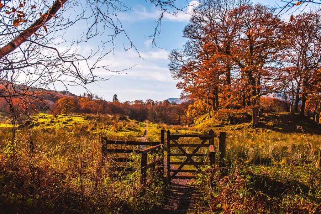 A wooden gate leading to a green field with lots of autumn trees on the walk from Ambleside to Elterwater.