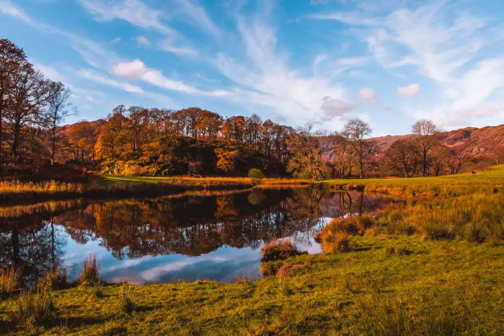 Elterwater surrounded by a green field and lots of trees. The sky is bright blue with a few white cloud streaks.