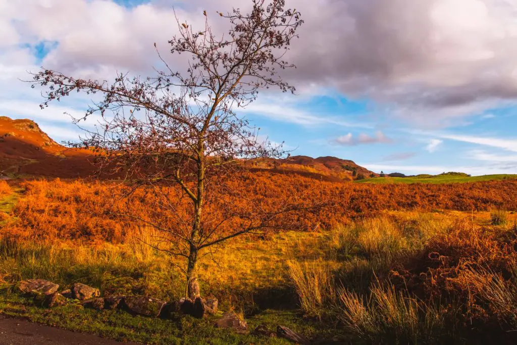 A leafless tree with fields of green and orange behind it.