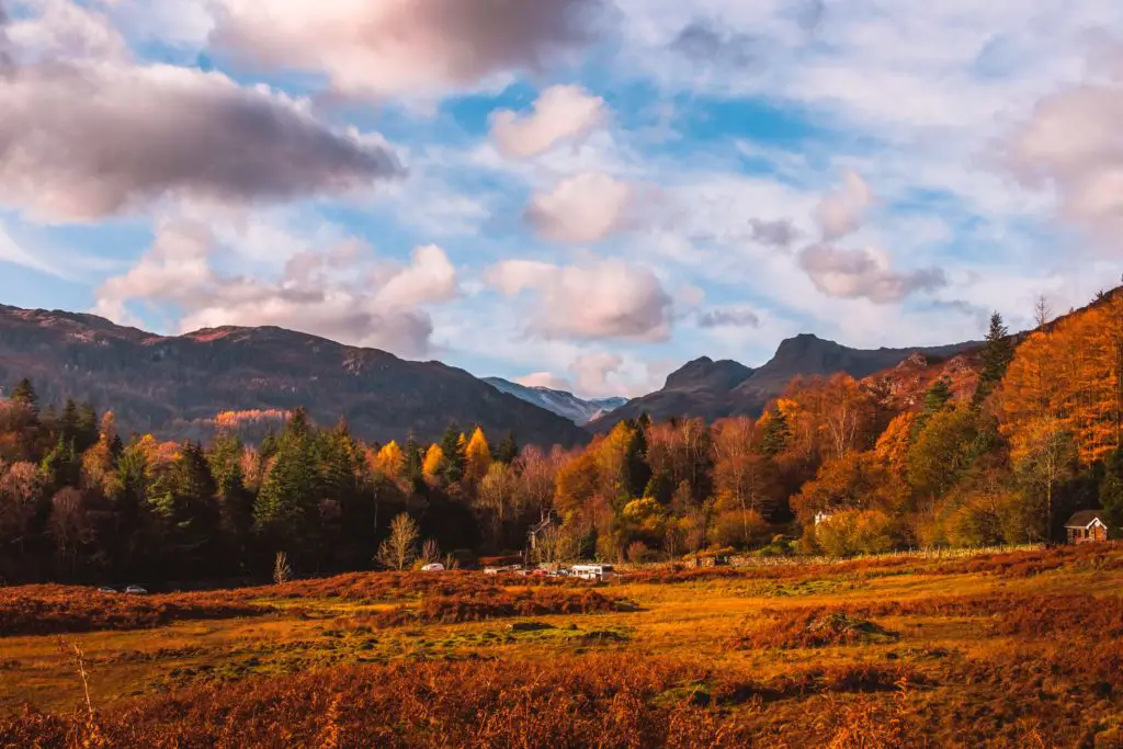 A field in shades of green and orange with lots and lots of trees in the background and mountains behind that.