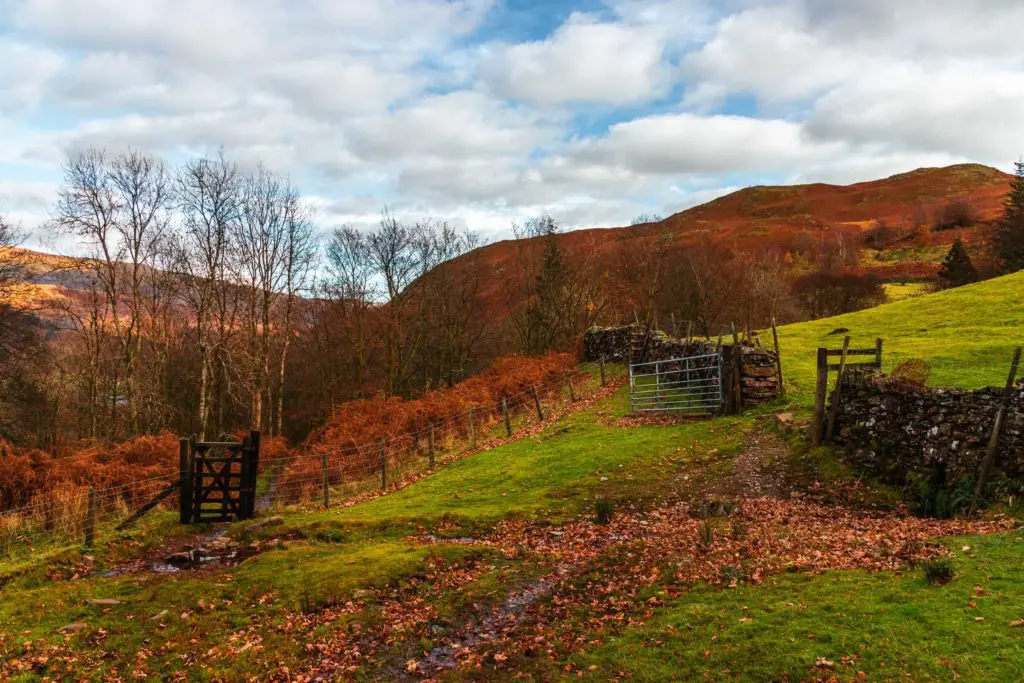 Green fields separated by a stone wall and gate in the Lake District.