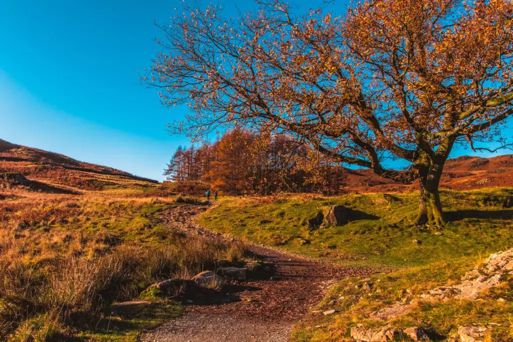 The gravel trail on the walk from Ambleside to Loughrigg Tarn and Elterwater. There is a tree with a few orange leaves and the sky is bright blue.