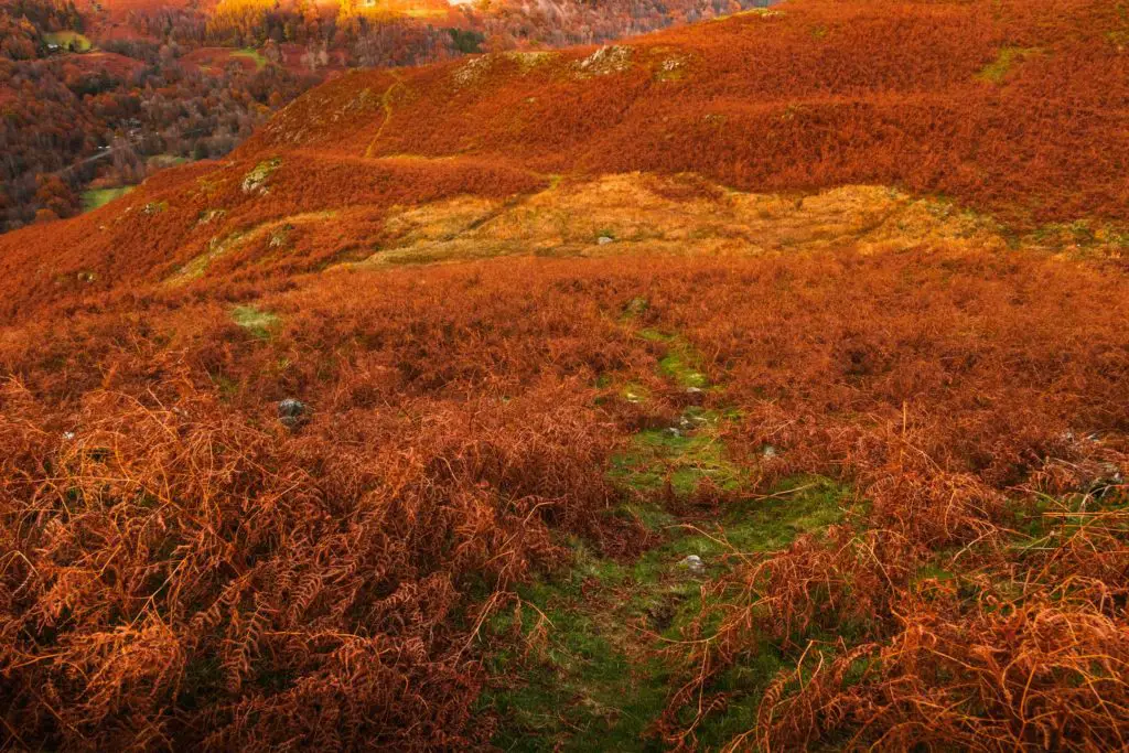 A green grass trail running through the middle of orange foliage.