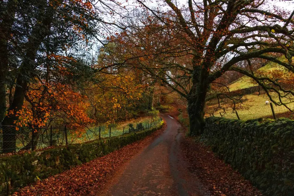 A road towards to end of the circular walk from Ambleside to Elterwater via Loughrigg Tarn. There is a stone wall on both sides of the trail as well as trees with bare branches and orange/red coloured leaves on the ground.