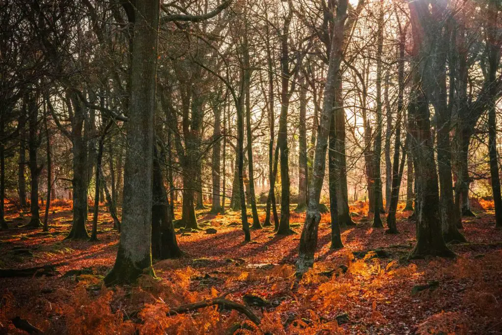 New forest woodland with the sun shining through creating light rays.