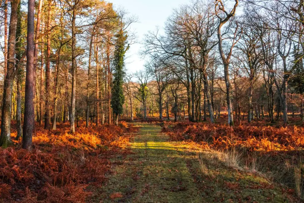 A green grass trail in the middle of the New forest on the walk from Brockenhurst to Beaulieu.