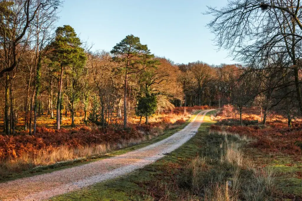 A winding bike trail surrounded by trees in the New Forest. 