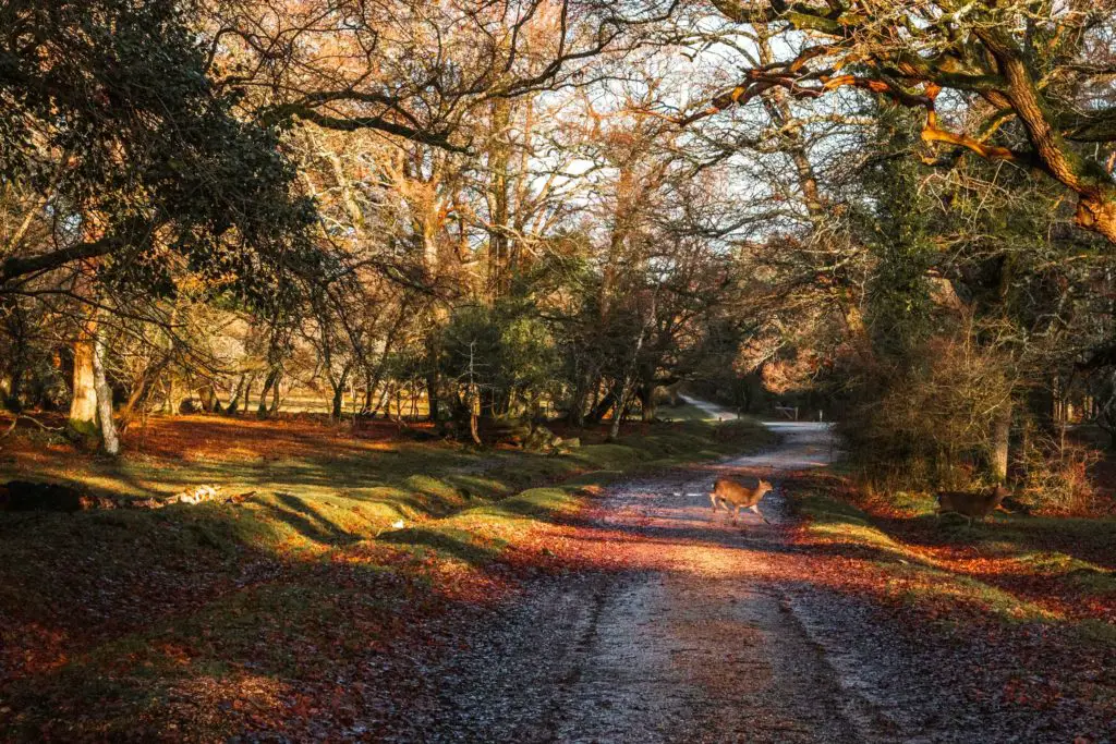 A deer running across the trail on the walk from Brockenhurst to Beaulieu.