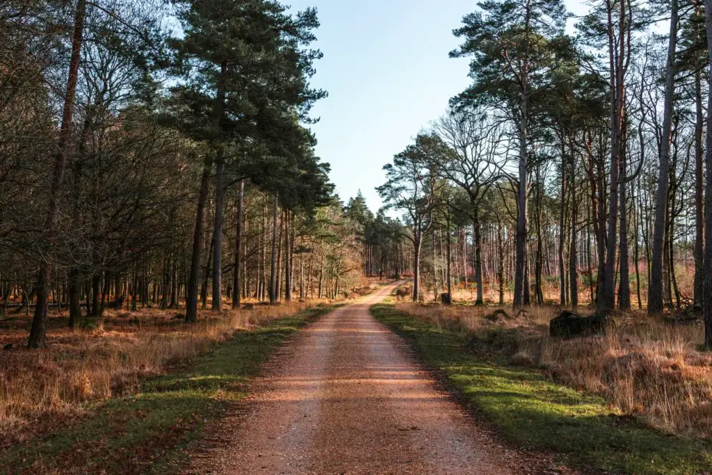 A bike trail leading off into the distance with trees either side of it on the walk from Brockenhurst to Beaulieu.