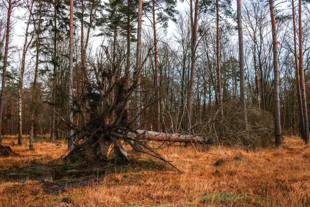 A fallen tree with its roots sticking up in the air, in the New Forest. 