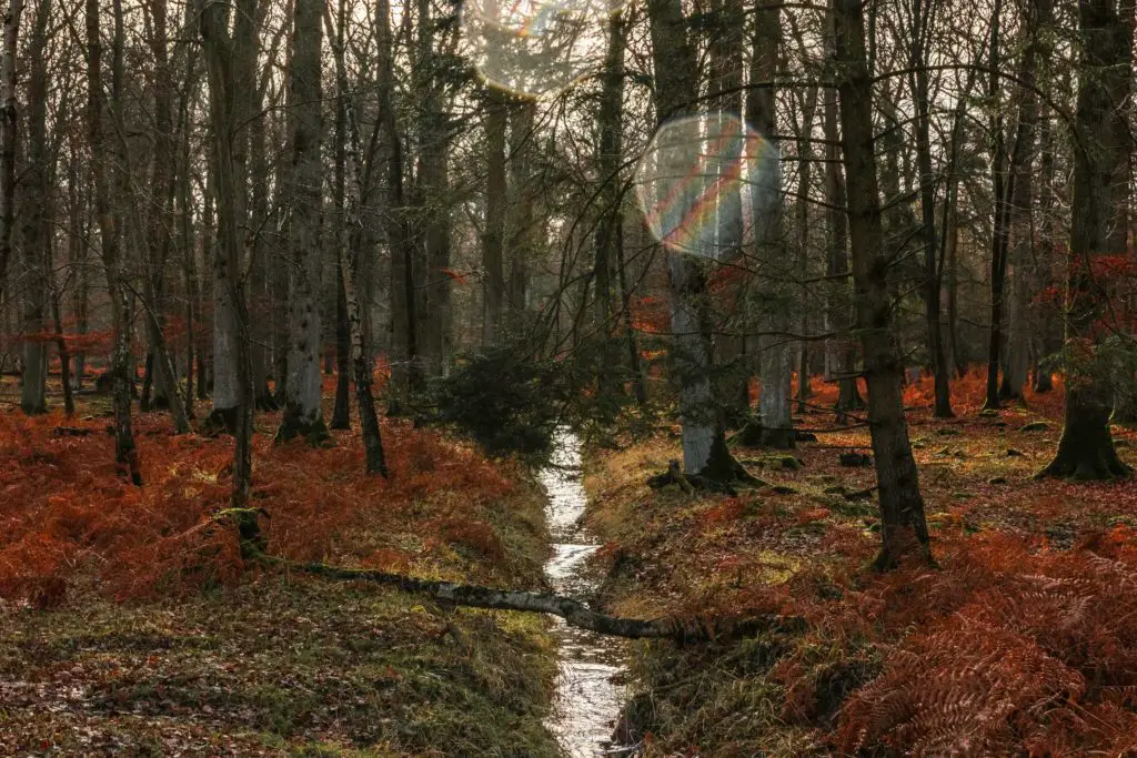 A small stream running through woodland in the New Forest. 