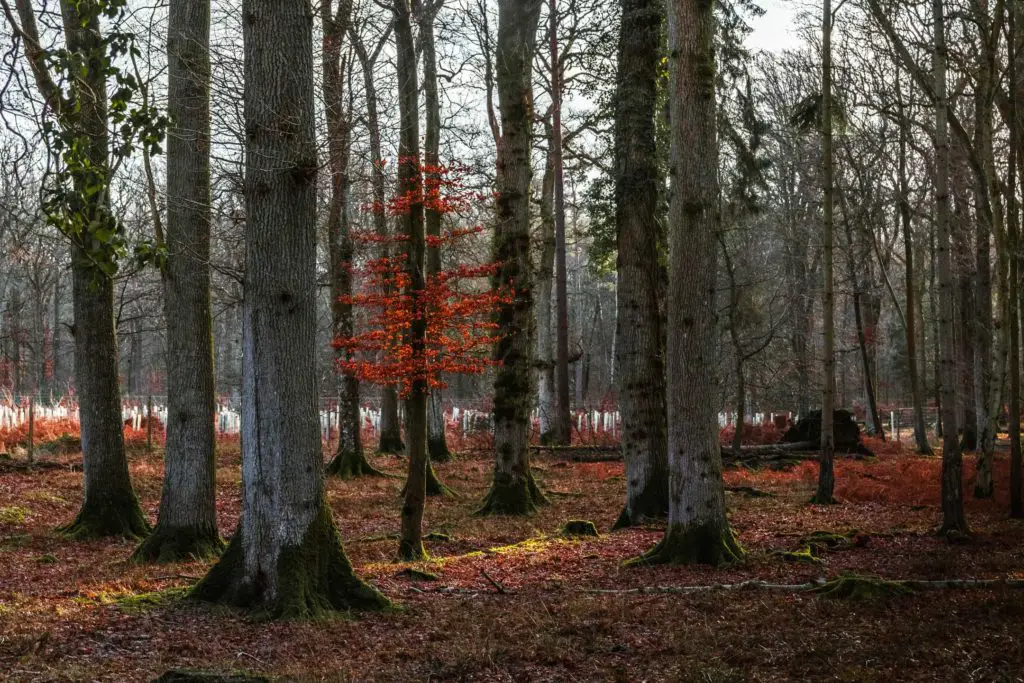 A small tree with small red leaves surrounded by lots of tall trees in the New Forest. 