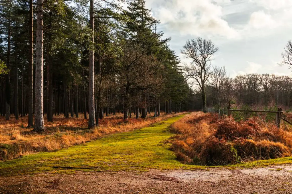 A green grass trail leading off the main trail on the walk from . Brockenhurst to Beaulieu.