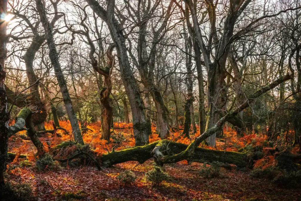 A fairytale woodland vibe of branches, trees and bright orange foliage in the New Forest.