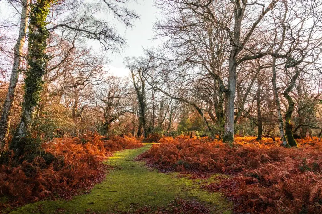 A green carpet like trail surrounded by dark orange foliage and leafless trees in the New Forest.