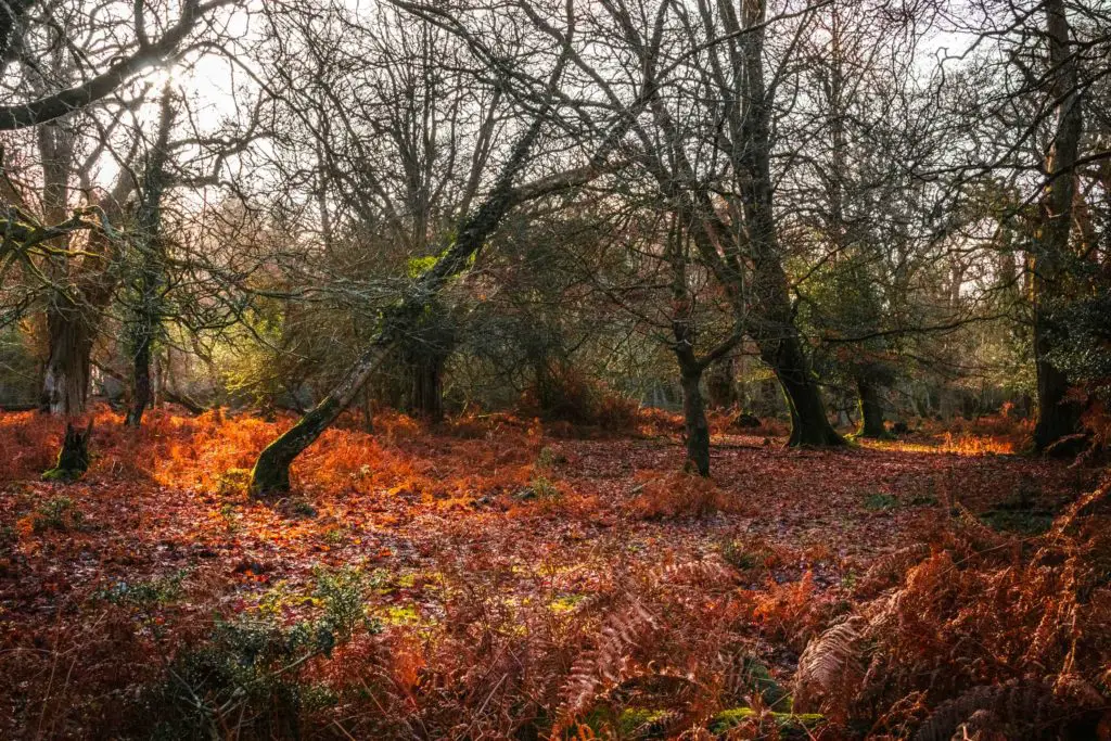 Trees and orange and red foliage in the New Forest.
