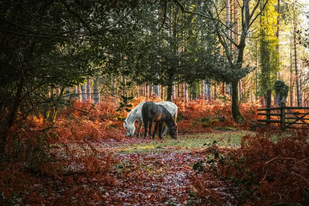 A black and wight horse grazing next to each other, surrounded by woodland of the New forest.