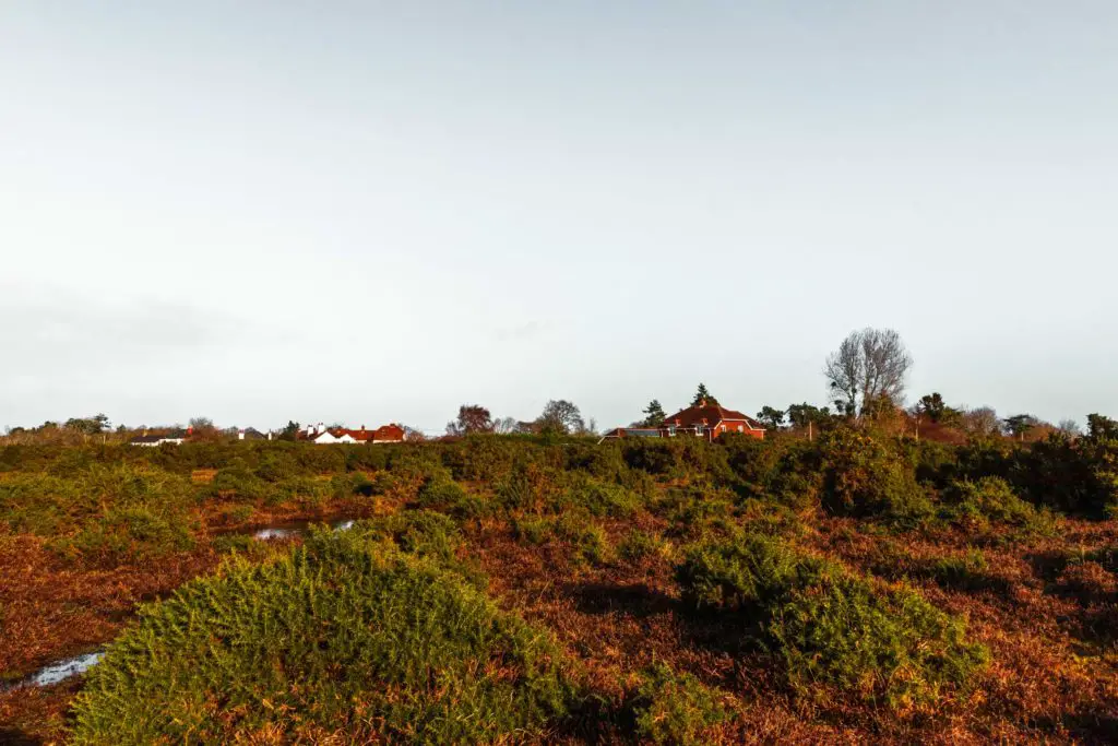 A red coloured ground with green bushes dotted about and some rooftops visible in the distance.