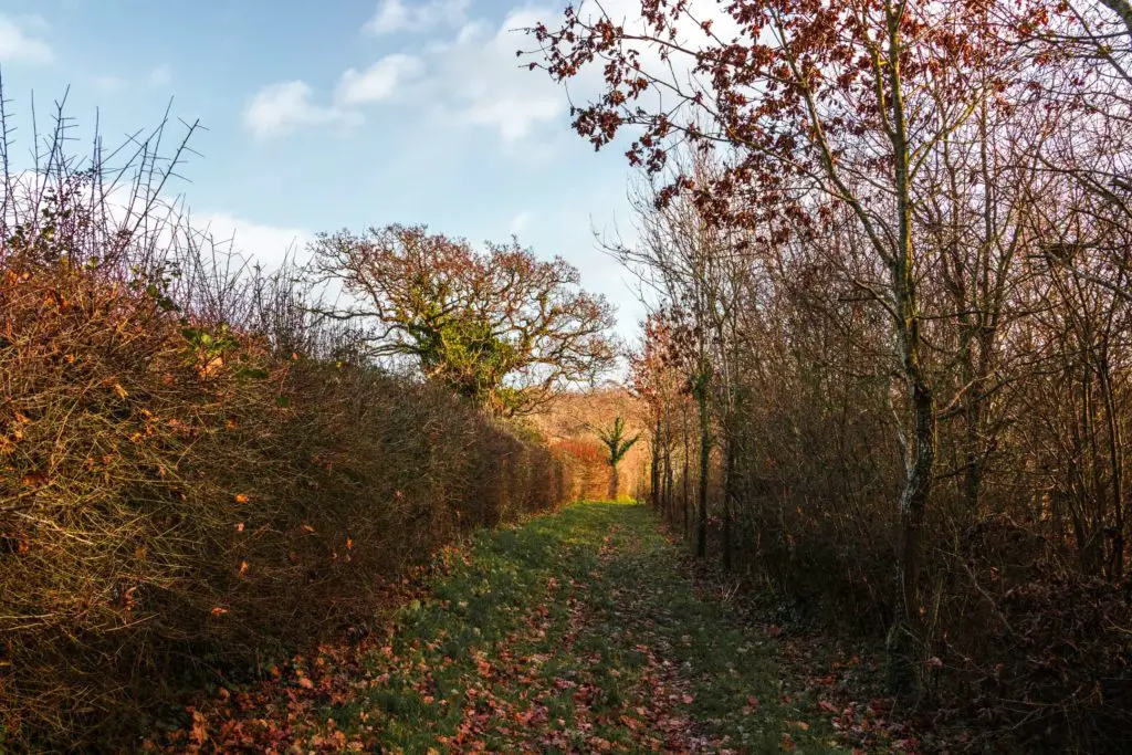 A green grass trail with a hedge and trees on either side on the walk from Brockenhurst to Beaulieu.