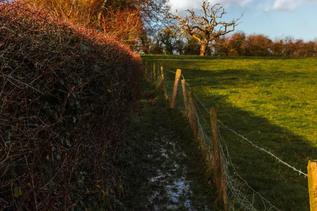 A muddle trail on the trail to Beaulieu.