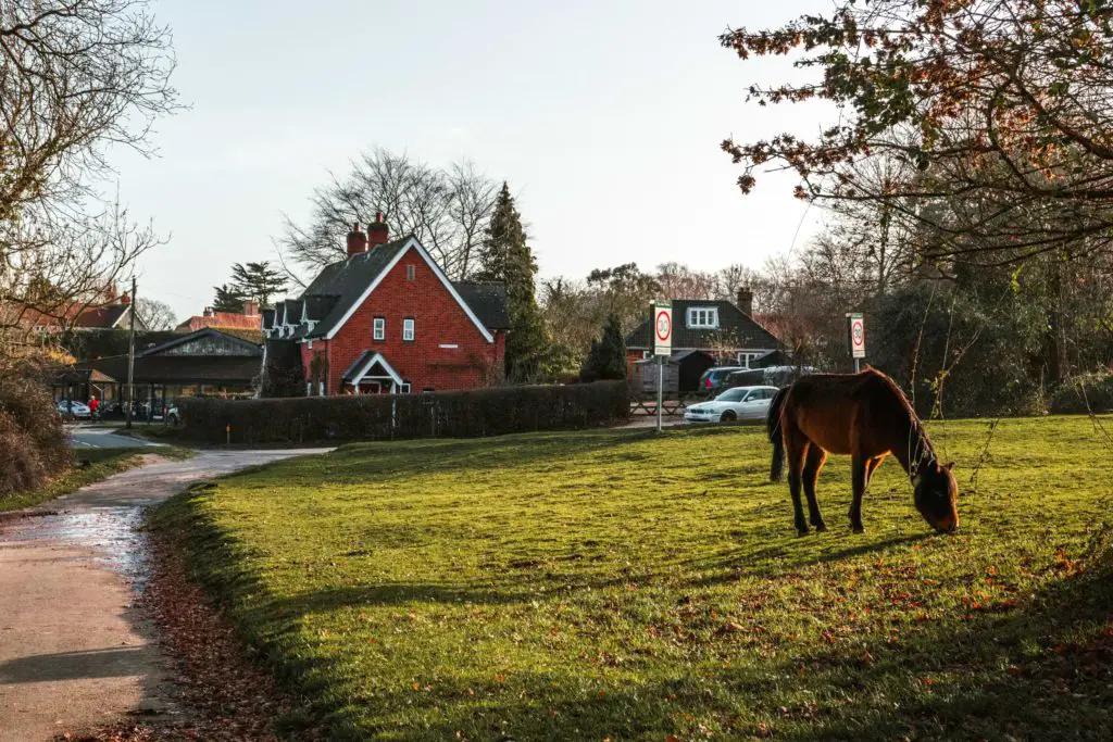 A horse grazing on the green with some hoses in the background. 