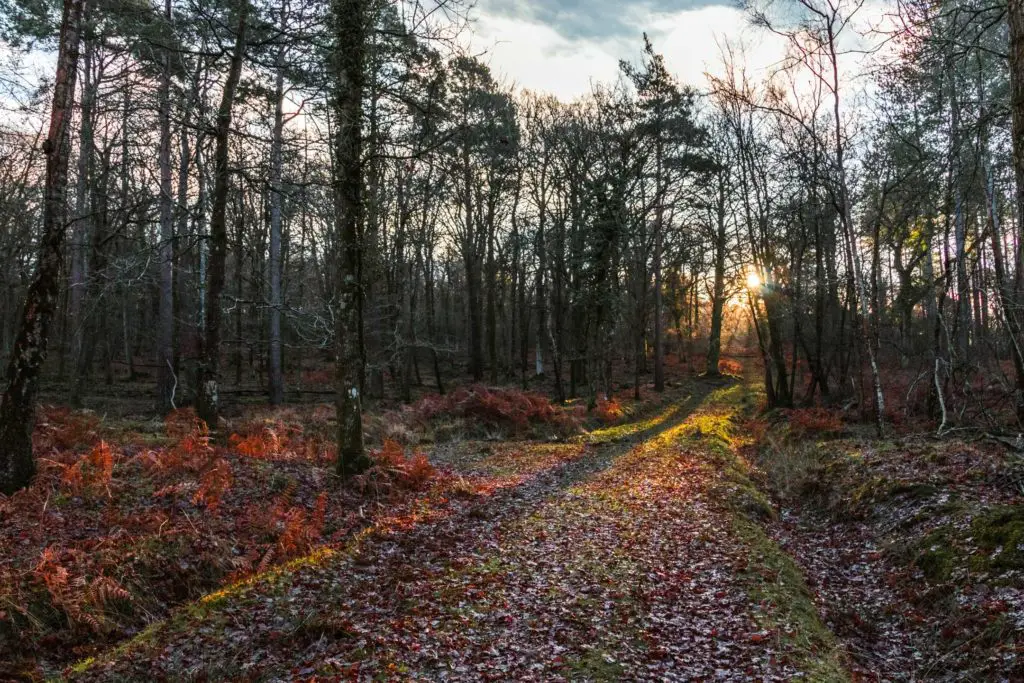 A leaf covered woodland trail in the New Forest, with rays of light from the sun shining through the trees.