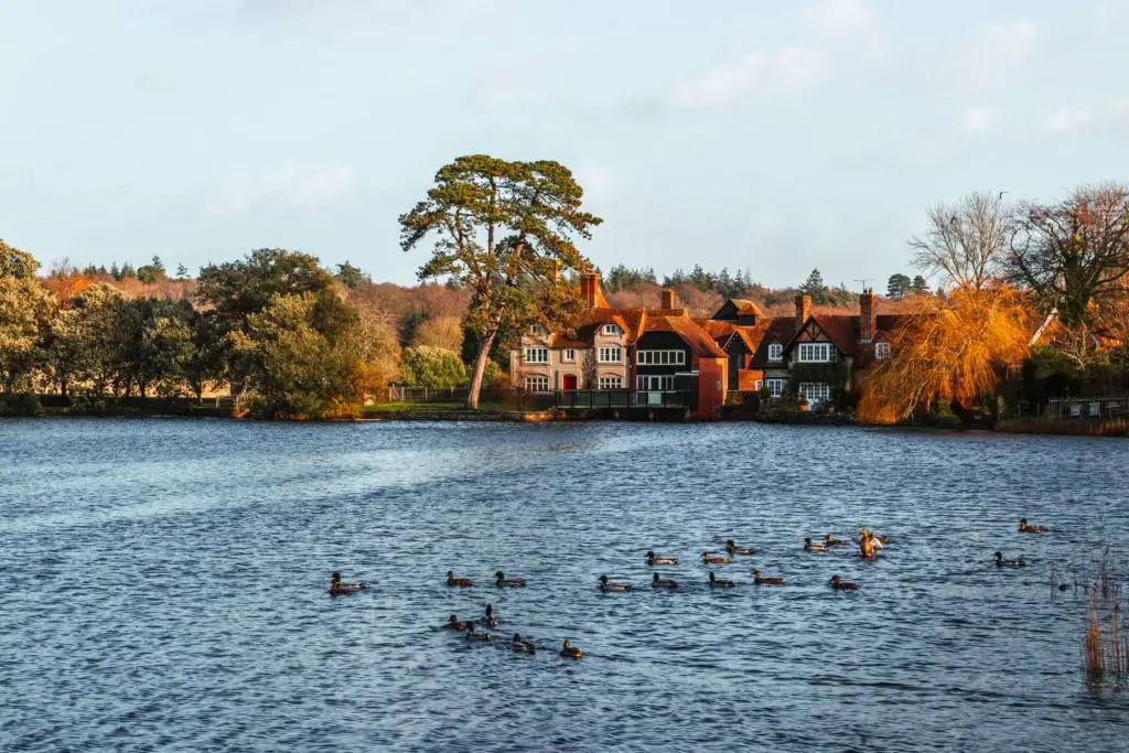 Ducks swimming across the lake in Beaulieu. With trees and cute houses on the other side. 