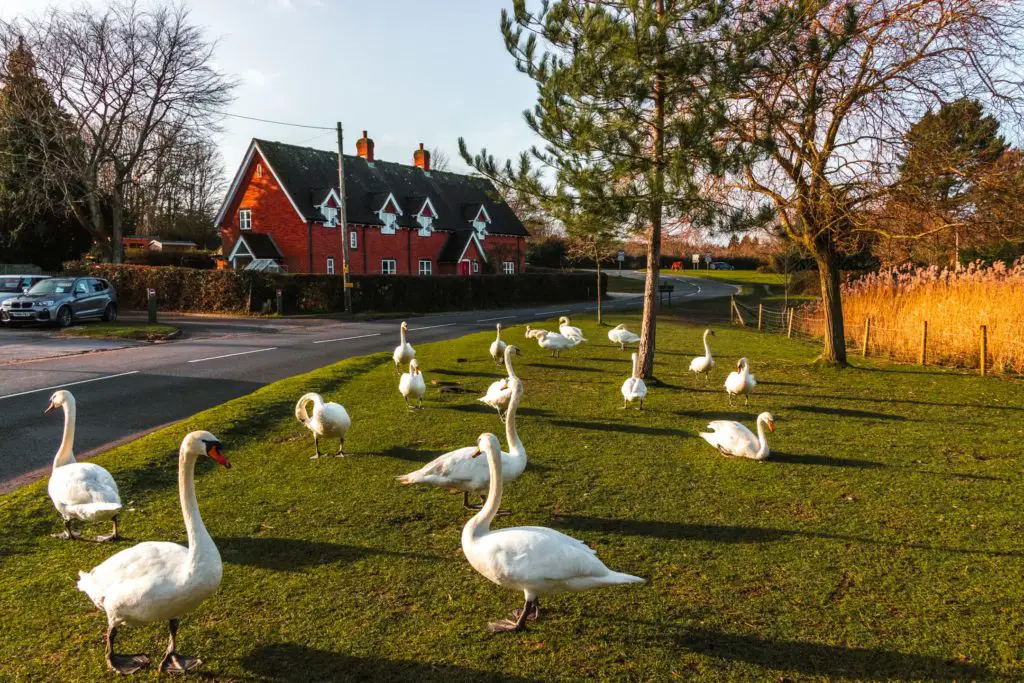 A group of swans on the green in Beaulieu.