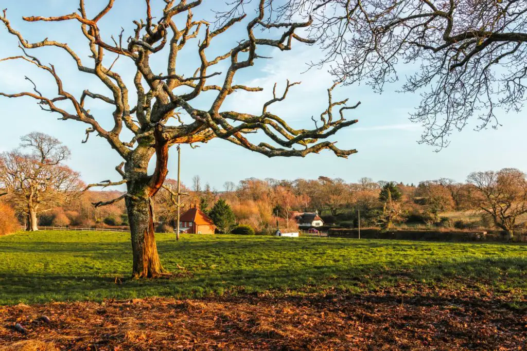 An arty looking tree with leafless branches on the walk from Brockenhurst to Beaulieu.