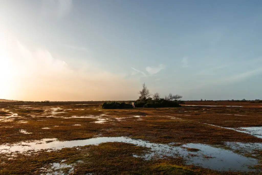 Marshland on the walk from Brockenhurst to Beaulieu. 