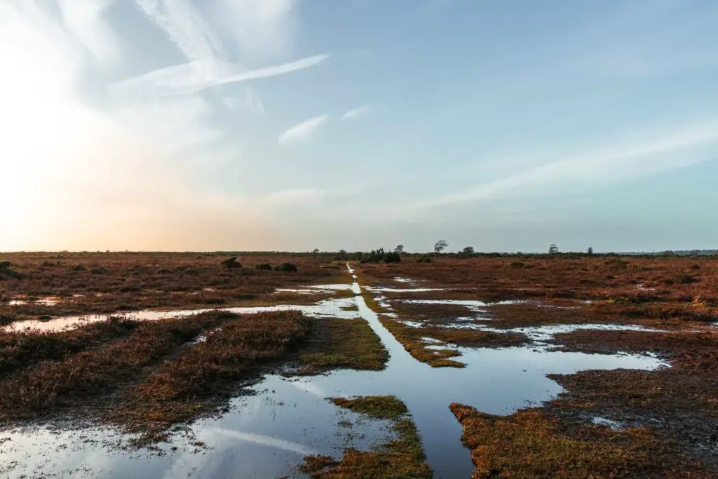 A line of water through marshland in the New Forest on the walk from Brockenhurst to Beaulieu. 