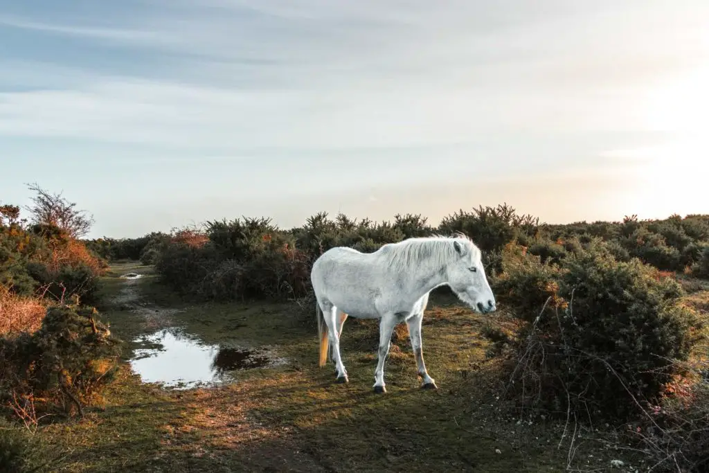 A white horse on green grass and surrounded by bushes in the New Forest. 